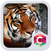 Best Animal Tiger Theme icon