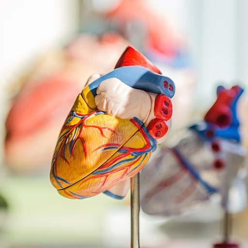 Human Heart Sounds Ringtones icon