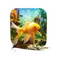 Goldfish Care on 9Apps