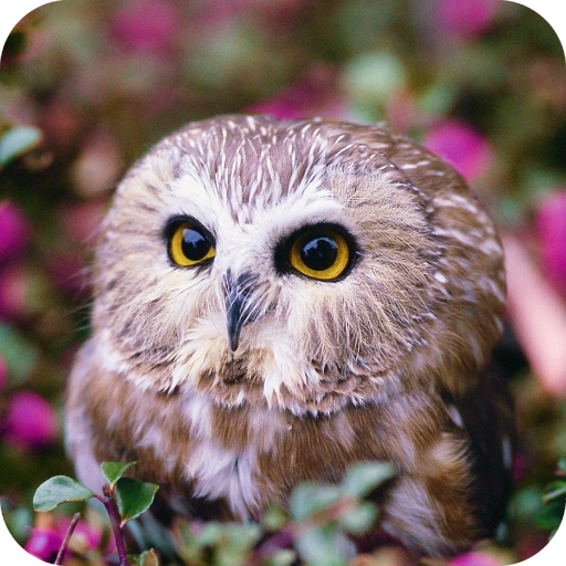 Owl HD Wallpaper icon
