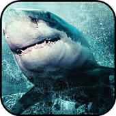 Shark Wallpapers icon