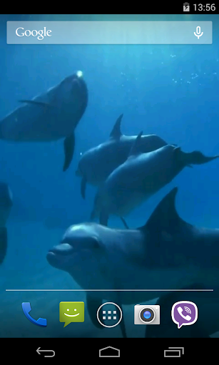 Dolphins Video Live Wallpaper screenshot 4