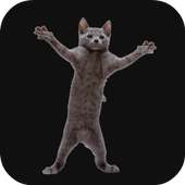 Dancing Cat