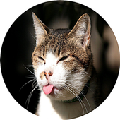 Animal Funny Video Collection icon