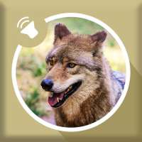 Wolf Sounds - Wolves Howling Ringtone