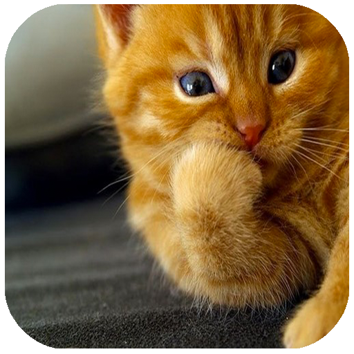 Cat Wallpapers (4K, Full HD) : Soft &amp; Cute icon