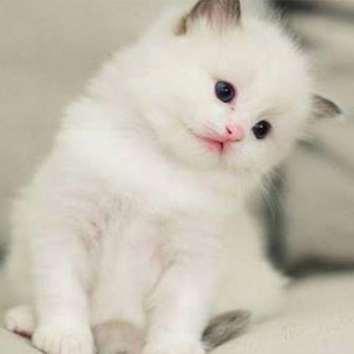 Cats HD Wallpapers icon