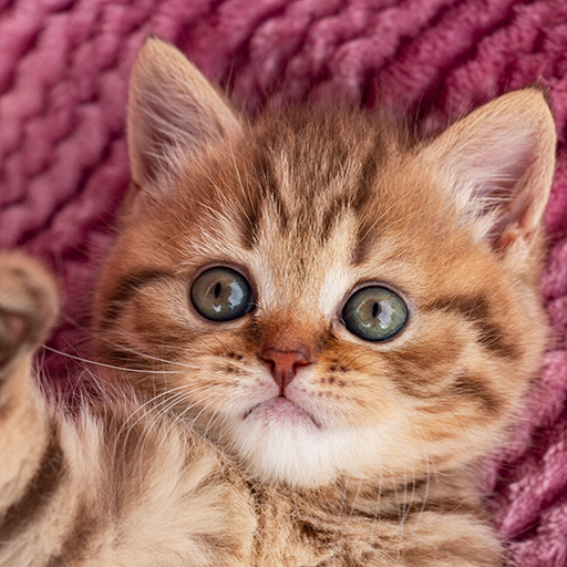 Cats Jigsaw Puzzles Collection icon