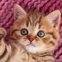 Cats Jigsaw Puzzles Collection