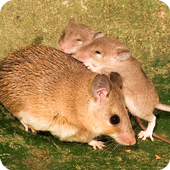 Mouse Family Sim icon