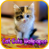 Cute Cat Wallpaper icon