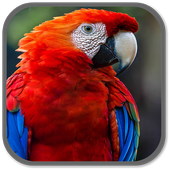 Parrot Sounds icon