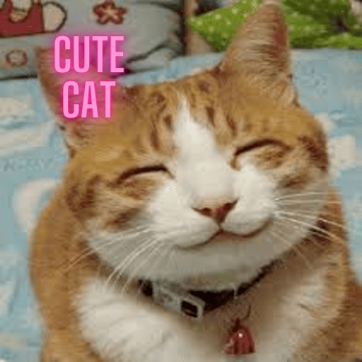 cute wallpaper cat icon