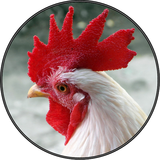 Funny Chicken Rooster Sounds icon
