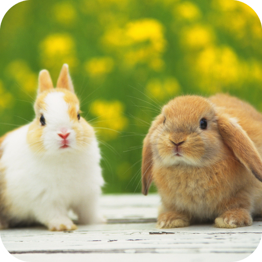 Rabbit HD Wallpaper icon