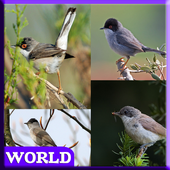 75 Birds Sound World icon