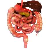 VR Human Digestive System on 9Apps