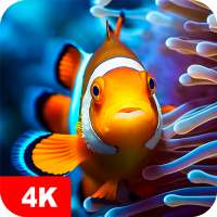 Fonds d'écran 4K poissons on 9Apps