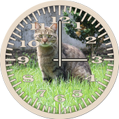 Cat 5 Tabby Grass Analog Clock icon