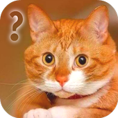 Ask Cat Speak Simulator icon