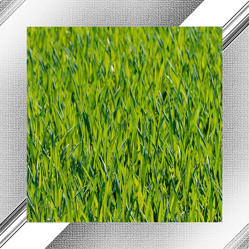 Grass Photo Frames icon