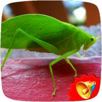 Cricket Sounds