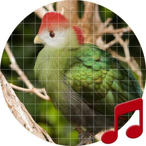 Bird sounds ~ Sboard.pro icon