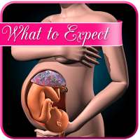 Pregnancy app : weekly expecta