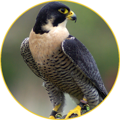 Peregrine Falcon (Animal) sounds icon