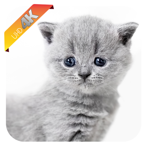Free Cat Wallpapers icon