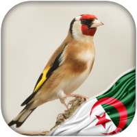Chardonneret algerien dz on 9Apps