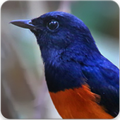 Shama Bird Sounds icon