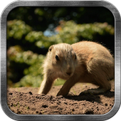 Prarie Dog Live Wallpaper icon