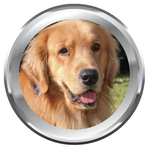 Images of dogs for wallpaper icon