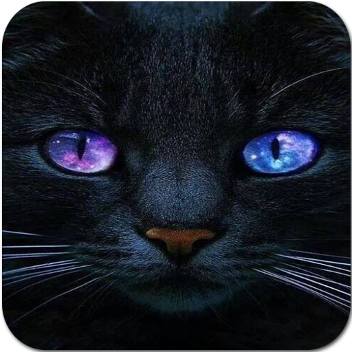 Cute Cat Wallpaper HD icon