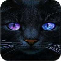 Cute Cat Wallpaper HD