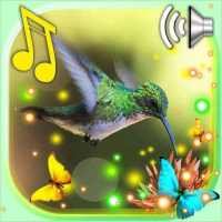 Colibri Free LWP