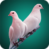 Pigeon Full HD Wallpaper icon