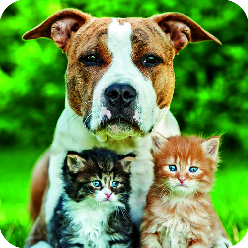Cats And Dogs Wallpaper icon