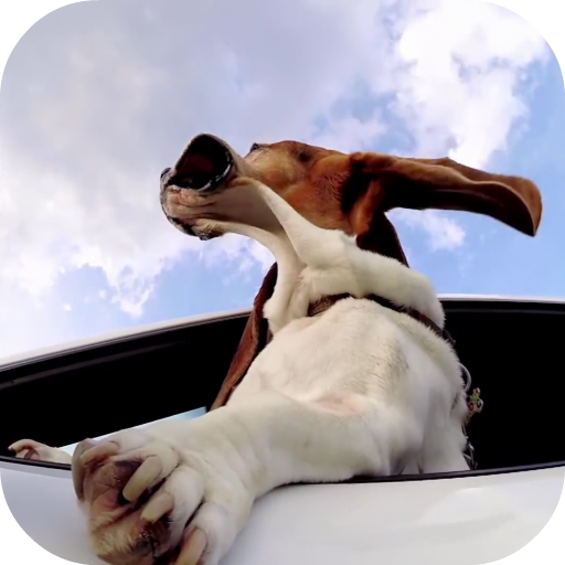Dog in car Video LWP icon