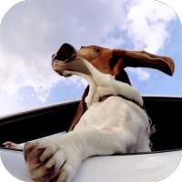 Dog in car Video LWP on 9Apps