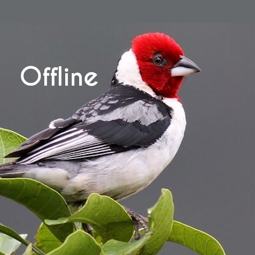 Cantos de Pássaros Brasileiros Offline icon