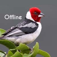 Cantos de Pássaros Brasileiros Offline on 9Apps