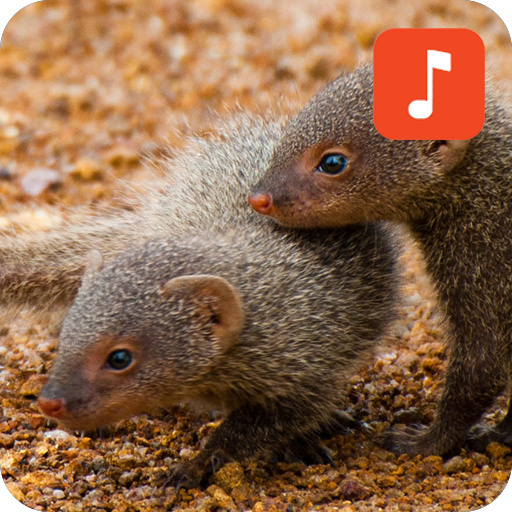 Mongoose Calls icon