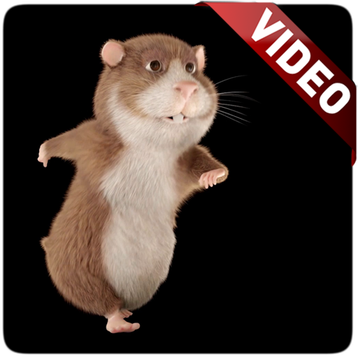Hamster Video Live Wallpaper icon