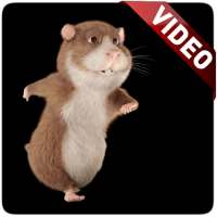 Hamster Video Live Wallpaper