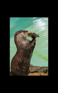 Animal Fishing Live Wallpaper screenshot 8