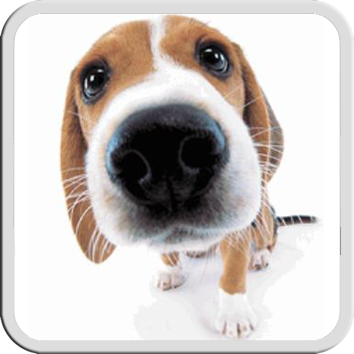 DOG LICKS SCREEN LWP FREE icon