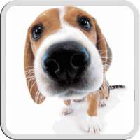 DOG LICKS SCREEN LWP FREE on 9Apps