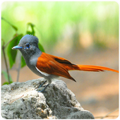 Bird Sound : African icon